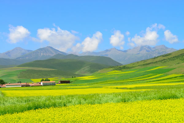 门源油菜花